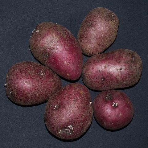 আলু (Potato)